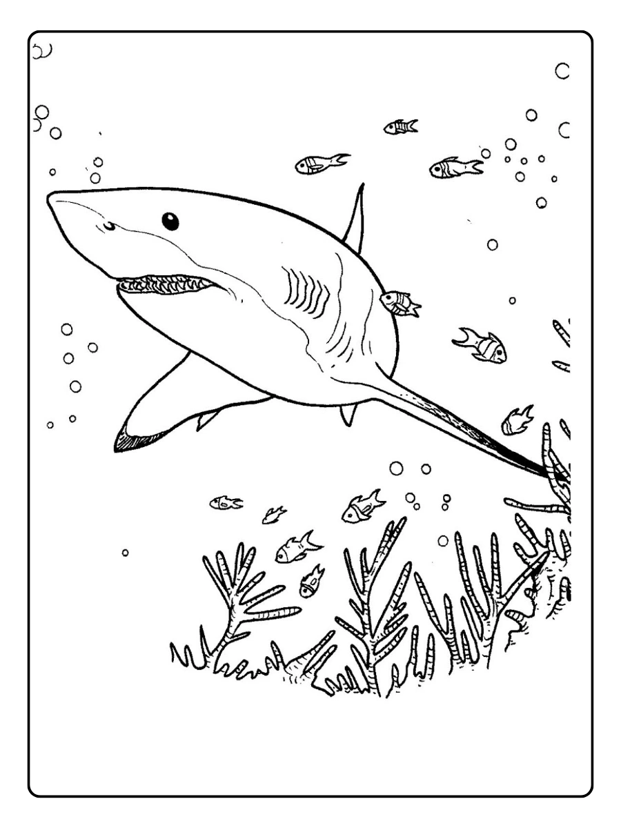 ausmalbild hai (7)